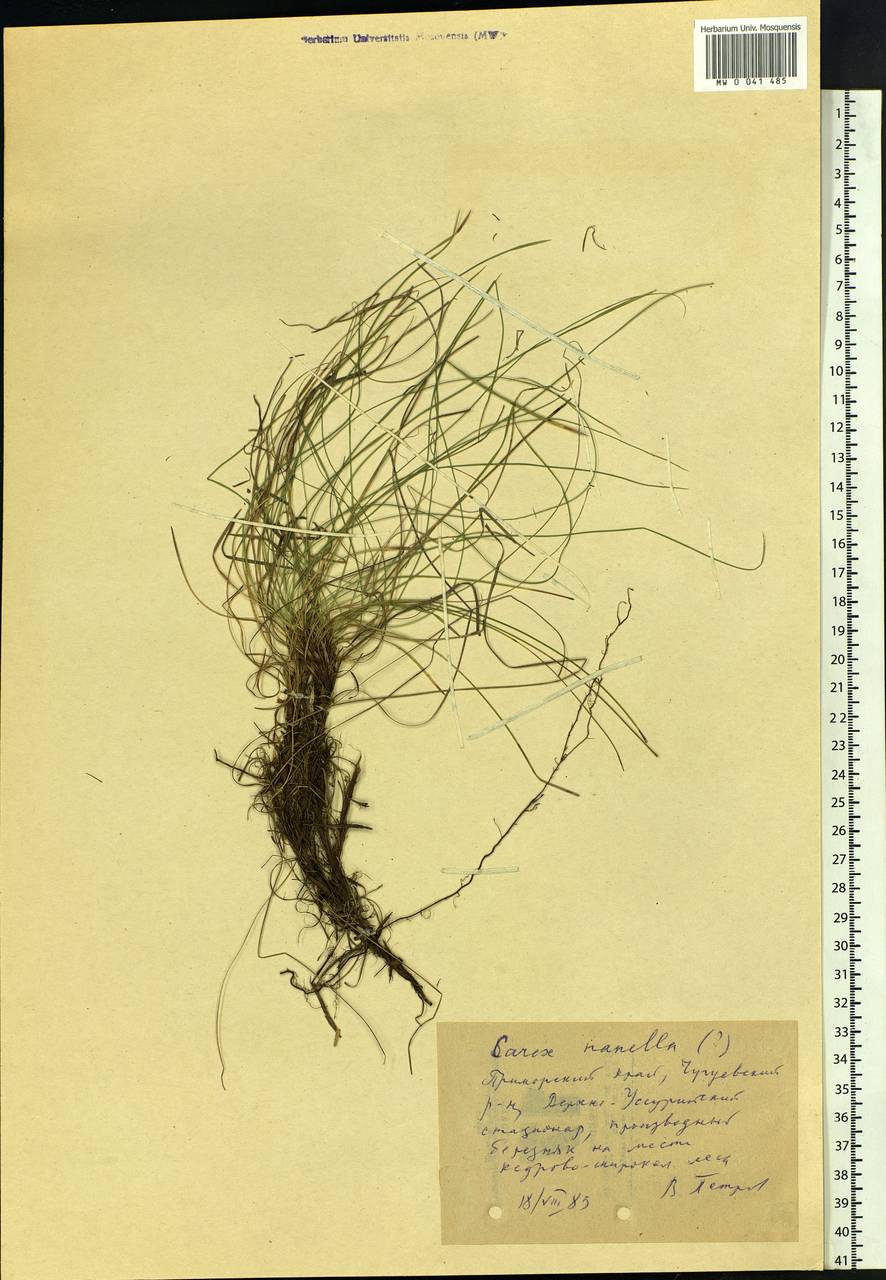 Carex callitrichos var. nana (H.Lév. & Vaniot) S.Yun Liang, L.K.Dai & Y.C.Tang, Сибирь, Дальний Восток (S6) (Россия)