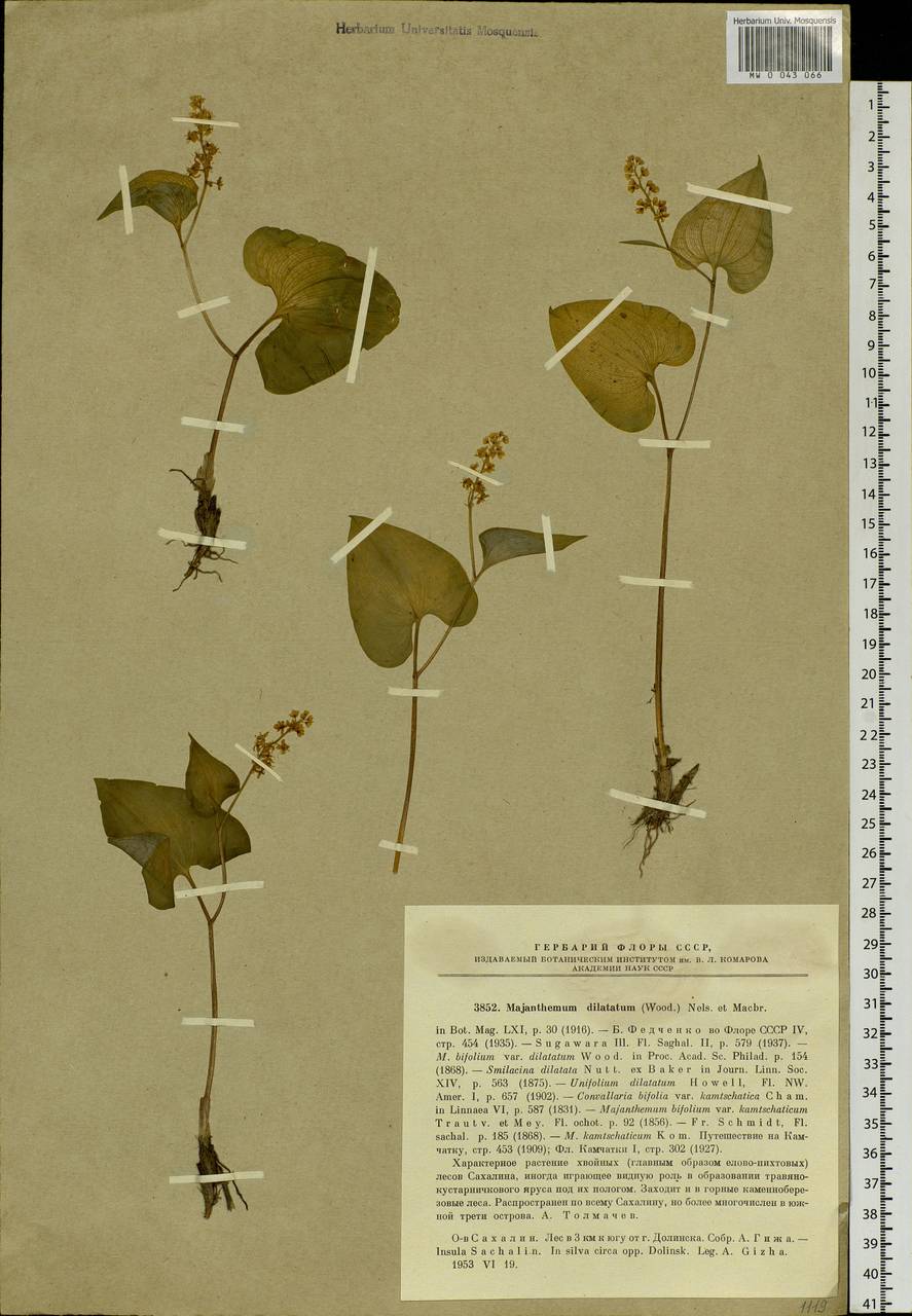 Майник широколистный (Alph.Wood) A.Nelson & J.F.Macbr., Сибирь, Дальний Восток (S6) (Россия)