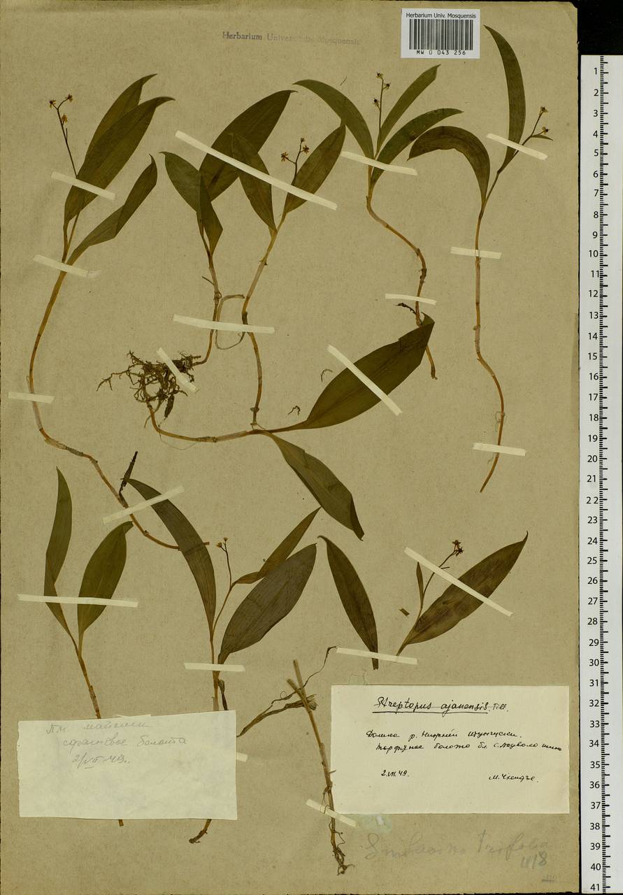 Майник трехлистный (L.) Sloboda, Сибирь, Прибайкалье и Забайкалье (S4) (Россия)