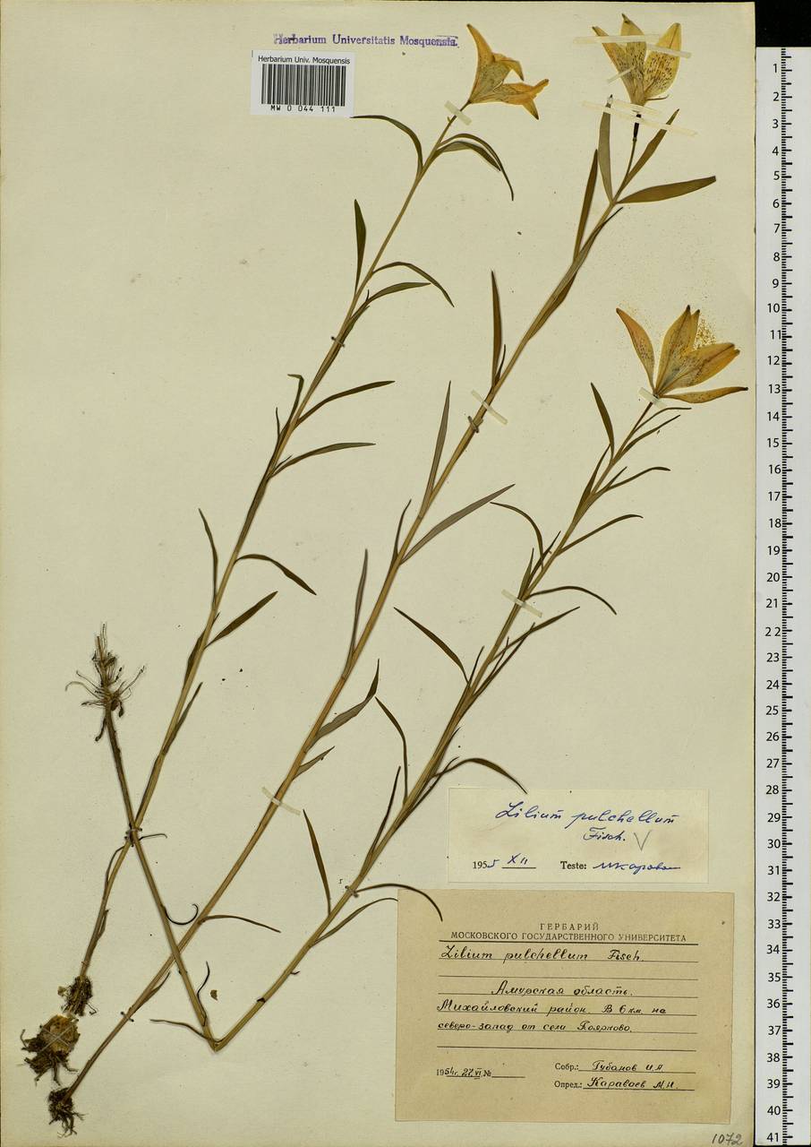 Lilium concolor var. partheneion (Siebold & de Vriese) Baker, Сибирь, Дальний Восток (S6) (Россия)