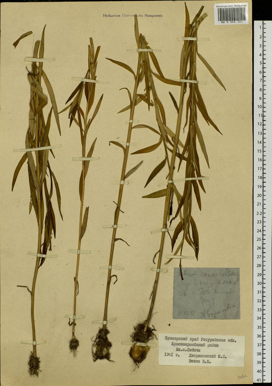 Lilium concolor var. partheneion (Siebold & de Vriese) Baker, Сибирь, Дальний Восток (S6) (Россия)