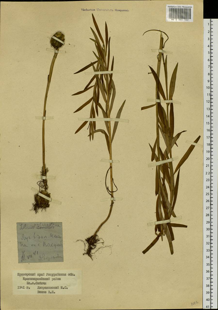 Lilium concolor var. partheneion (Siebold & de Vriese) Baker, Сибирь, Дальний Восток (S6) (Россия)