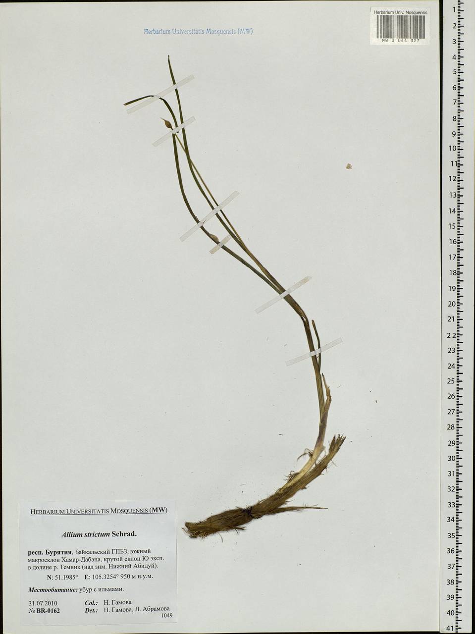 Лук прямой, Лук торчащий Schrad., Сибирь, Прибайкалье и Забайкалье (S4) (Россия)