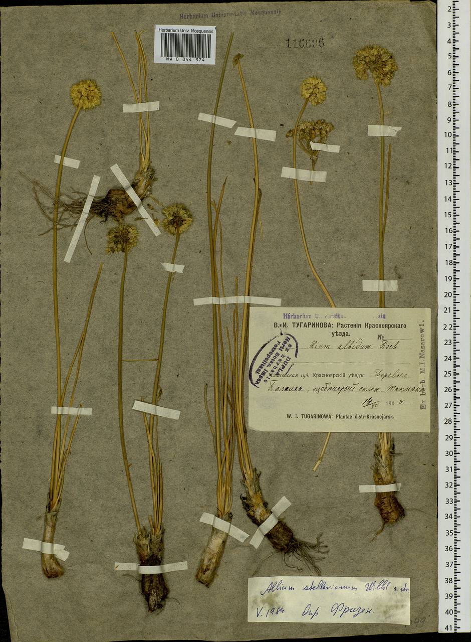 Лук Стеллера Willd., Сибирь, Центральная Сибирь (S3) (Россия)