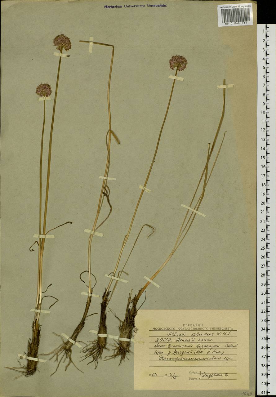 Лук блестящий Willd. ex Schult. & Schult.f., Сибирь, Якутия (S5) (Россия)
