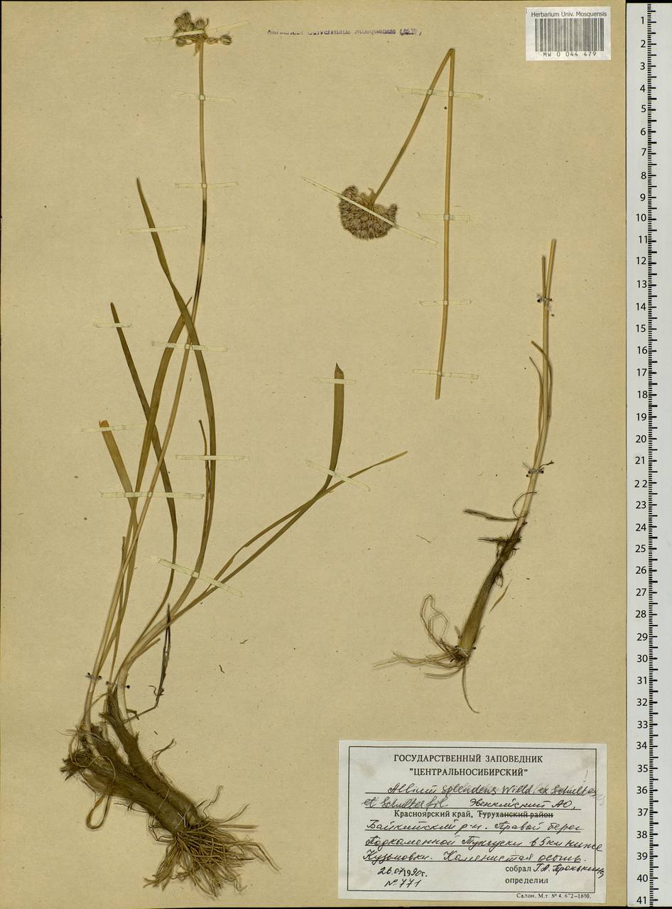 Лук блестящий Willd. ex Schult. & Schult.f., Сибирь, Центральная Сибирь (S3) (Россия)