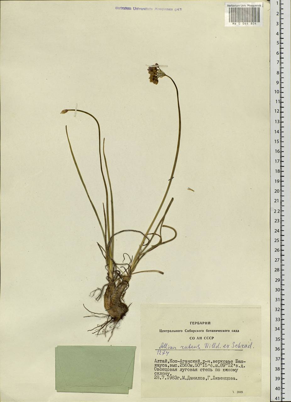 Лук красноватый Schrad. ex Willd., Сибирь, Алтай и Саяны (S2) (Россия)