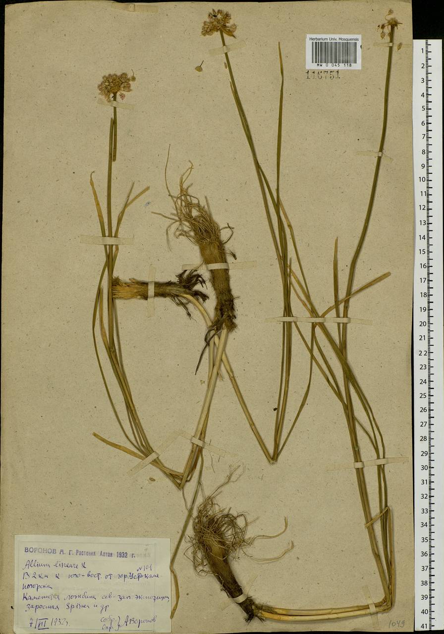 Лук линейный L., Сибирь, Западный (Казахстанский) Алтай (S2a) (Казахстан)