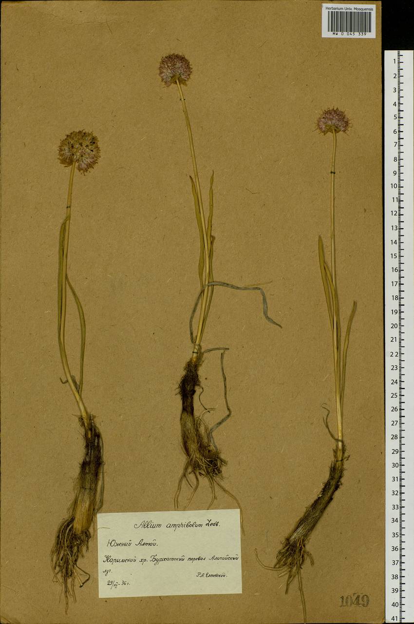 Лук сомнительный Ledeb., Средняя Азия и Казахстан, Джунгарский Алатау и Тарбагатай (M5) (Казахстан)