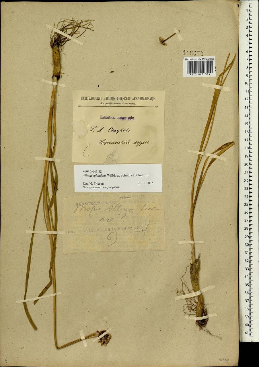 Лук блестящий Willd. ex Schult. & Schult.f., Сибирь, Прибайкалье и Забайкалье (S4) (Россия)