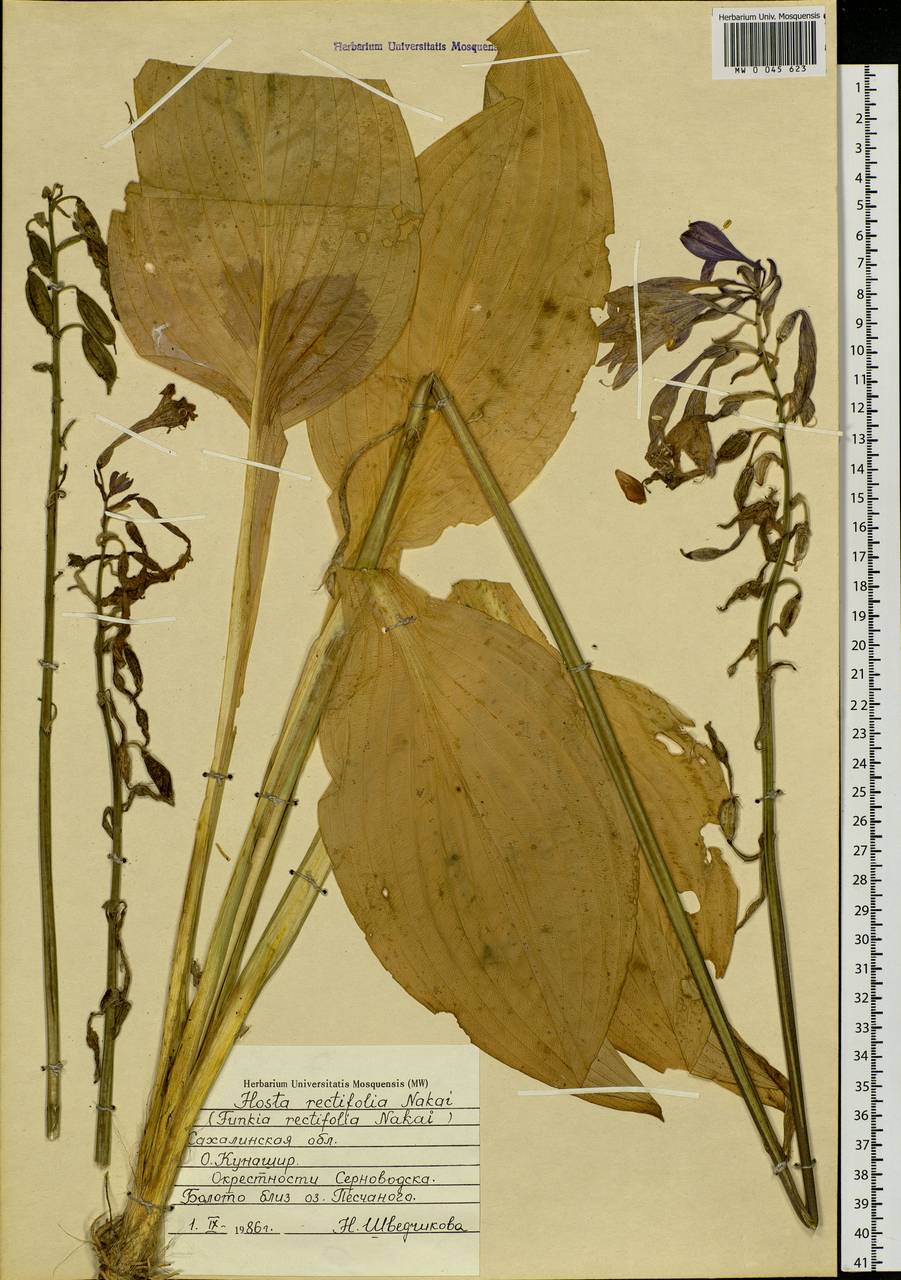 Hosta sieboldii (Paxton) J.W.Ingram, Сибирь, Дальний Восток (S6) (Россия)