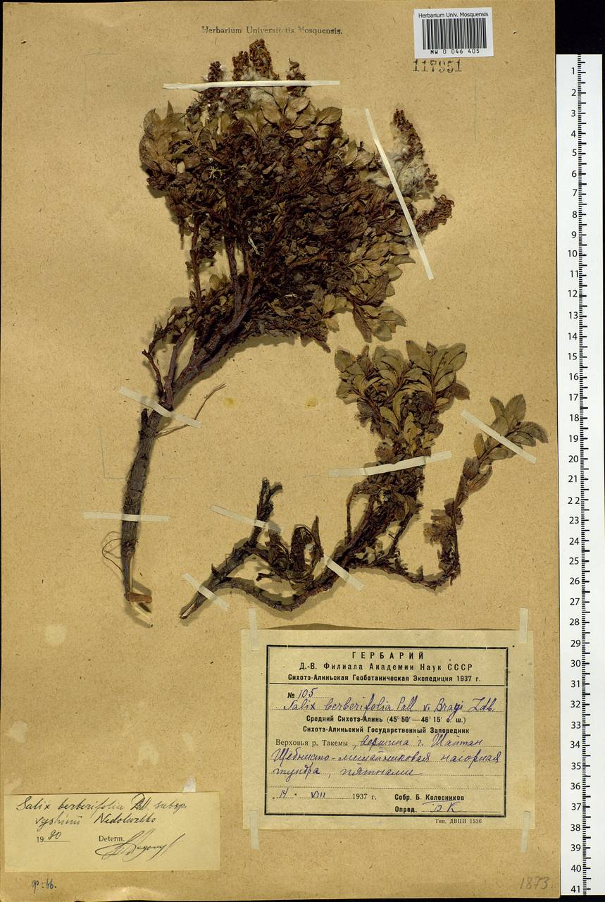 Ива барбарисолистная Pall., Сибирь, Дальний Восток (S6) (Россия)