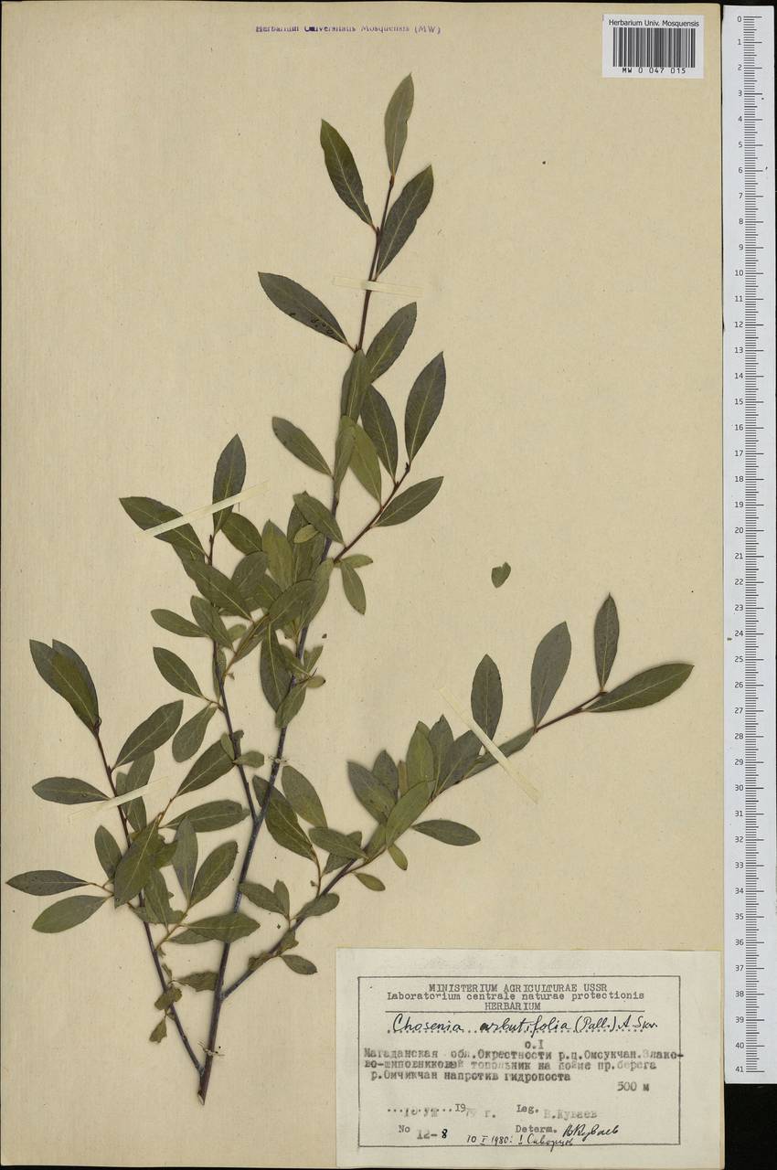 Кореянка земляничниколистная, Чозения (Pall.) A. K. Skvortsov, Сибирь, Чукотка и Камчатка (S7) (Россия)