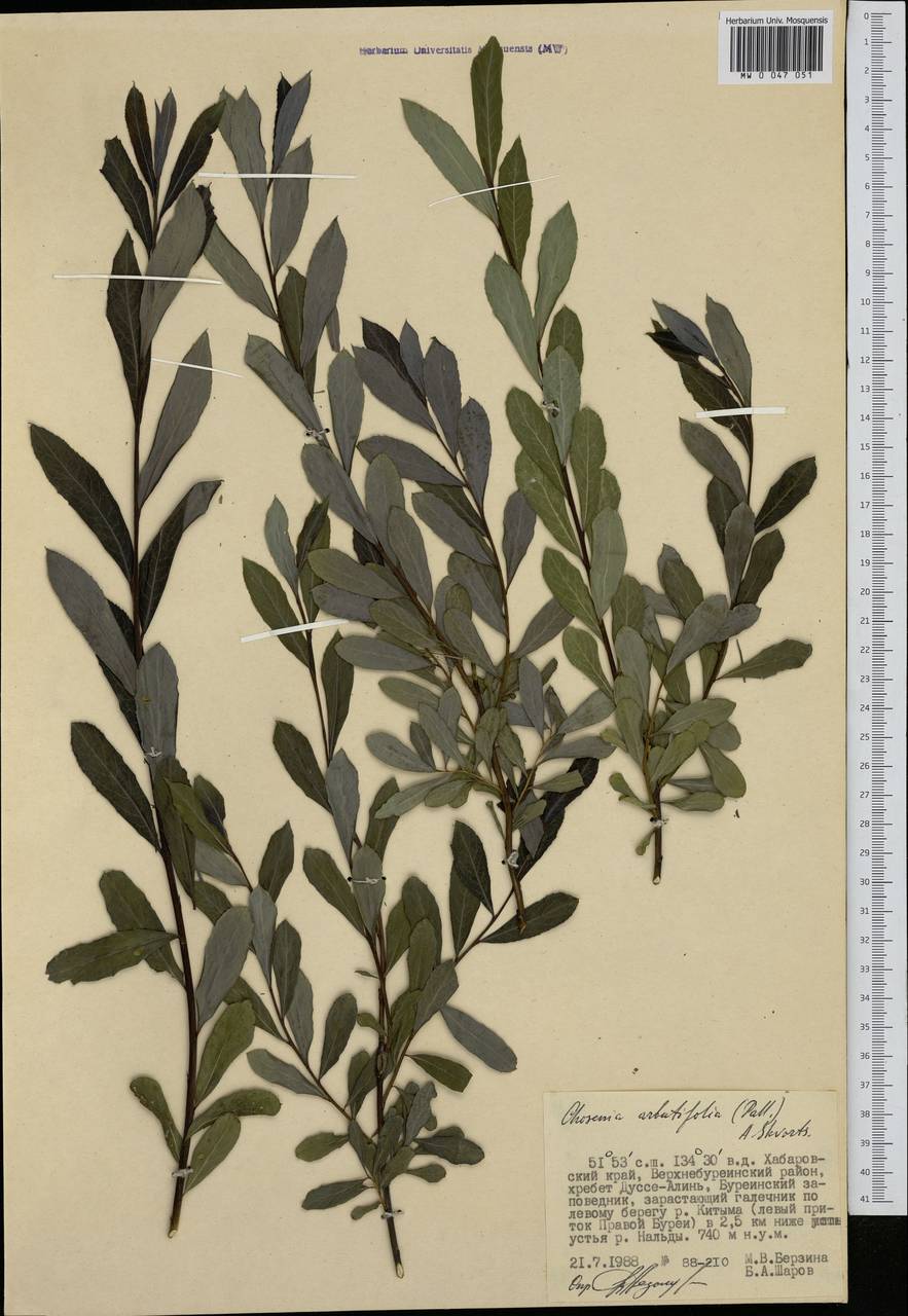 Кореянка земляничниколистная, Чозения (Pall.) A. K. Skvortsov, Сибирь, Дальний Восток (S6) (Россия)