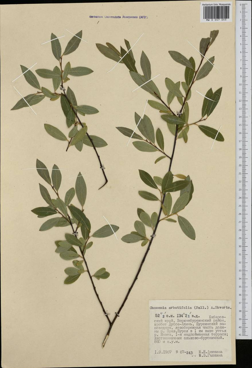 Кореянка земляничниколистная, Чозения (Pall.) A. K. Skvortsov, Сибирь, Дальний Восток (S6) (Россия)