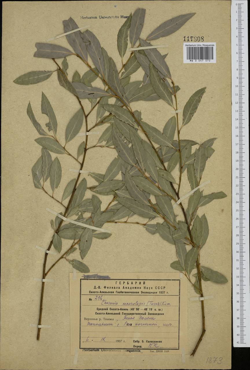 Кореянка земляничниколистная, Чозения (Pall.) A. K. Skvortsov, Сибирь, Дальний Восток (S6) (Россия)