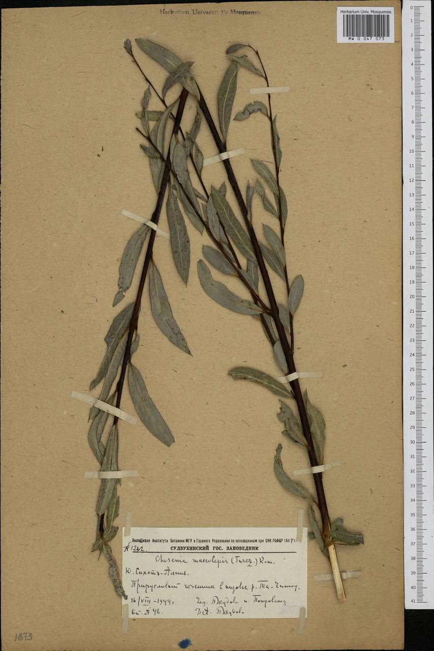 Кореянка земляничниколистная, Чозения (Pall.) A. K. Skvortsov, Сибирь, Дальний Восток (S6) (Россия)