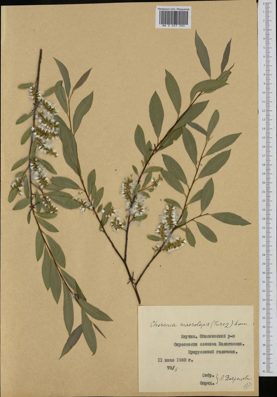 Chosenia arbutifolia гербарий