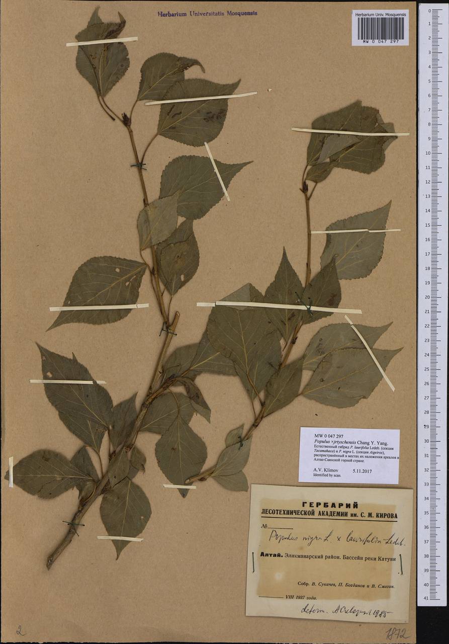 Populus ×berolinensis var. jrtyschensis (Chang Y. Yang) C. Shang, Сибирь, Алтай и Саяны (S2) (Россия)