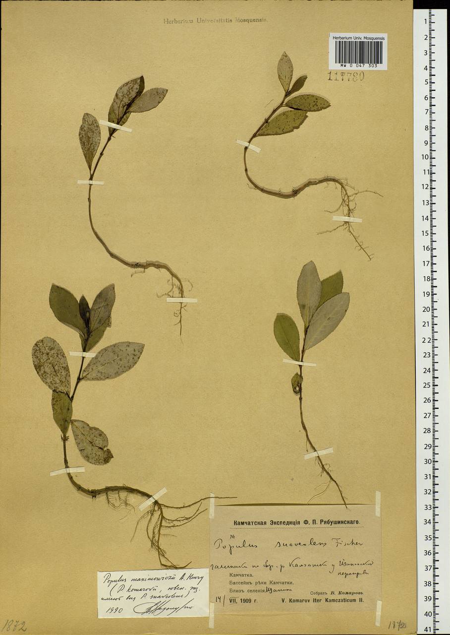 Populus suaveolens subsp. maximowiczii (A. Henry) Tatew., Сибирь, Чукотка и Камчатка (S7) (Россия)