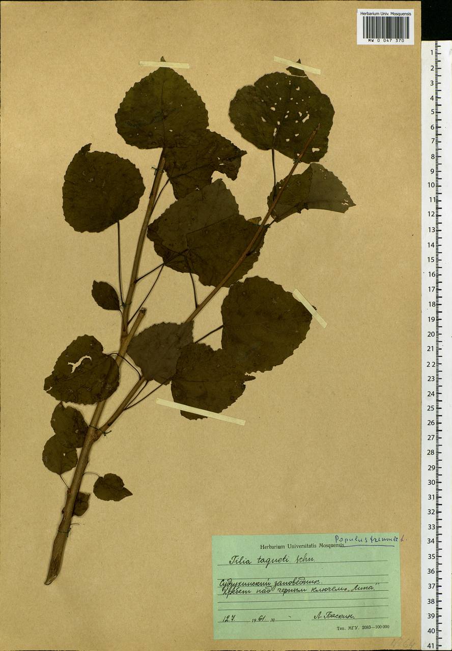 Populus tremula var. davidiana (Dode) C. K. Schneid., Сибирь, Дальний Восток (S6) (Россия)