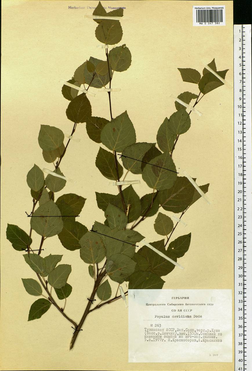 Populus tremula var. davidiana (Dode) C. K. Schneid., Сибирь, Алтай и Саяны (S2) (Россия)