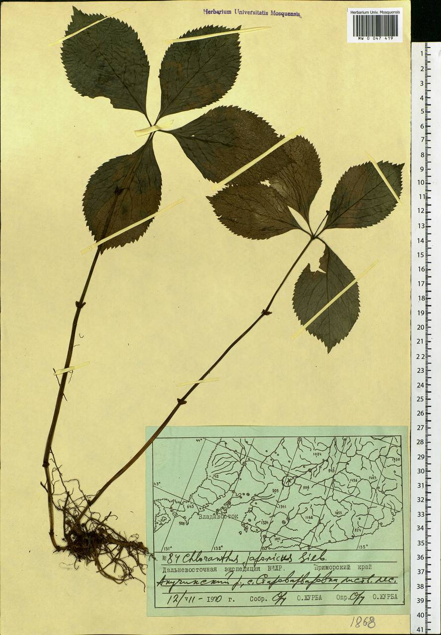 Хлорант японский Siebold, Сибирь, Дальний Восток (S6) (Россия)
