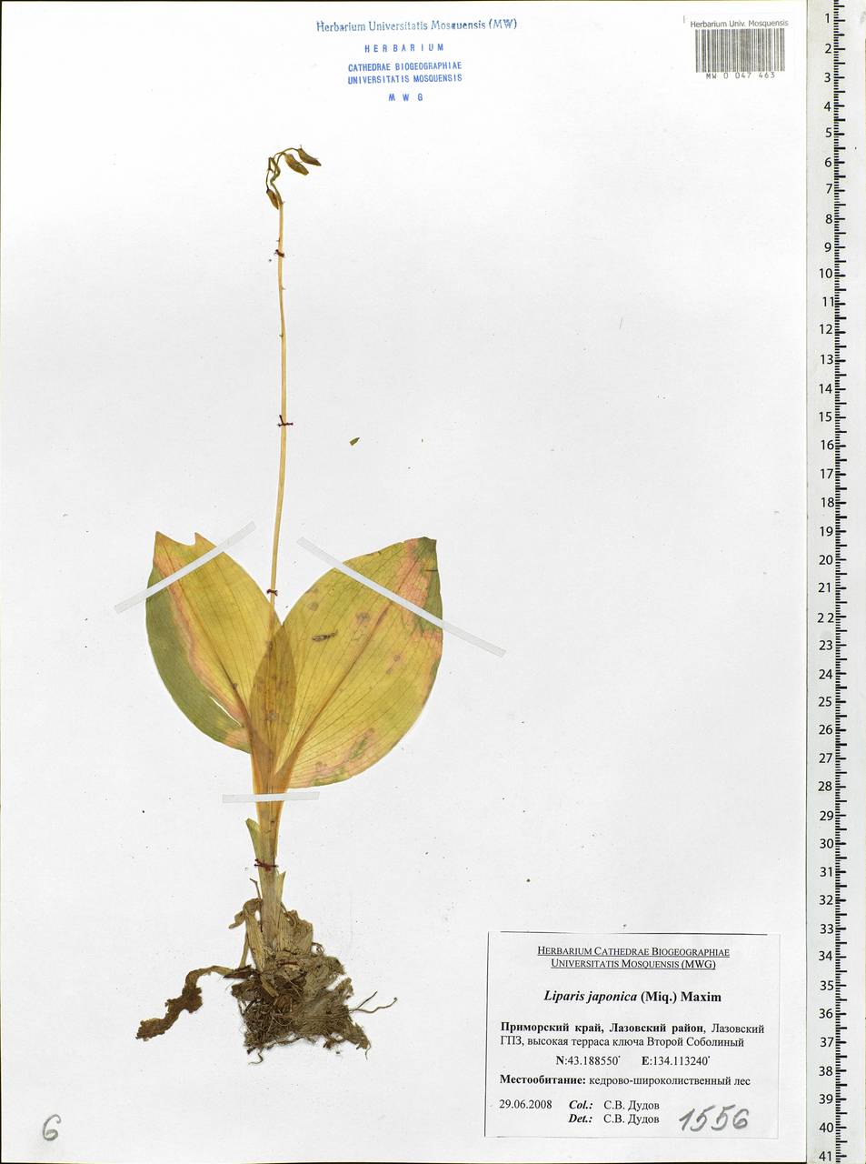 Liparis campylostalix Rchb.f., Сибирь, Дальний Восток (S6) (Россия)