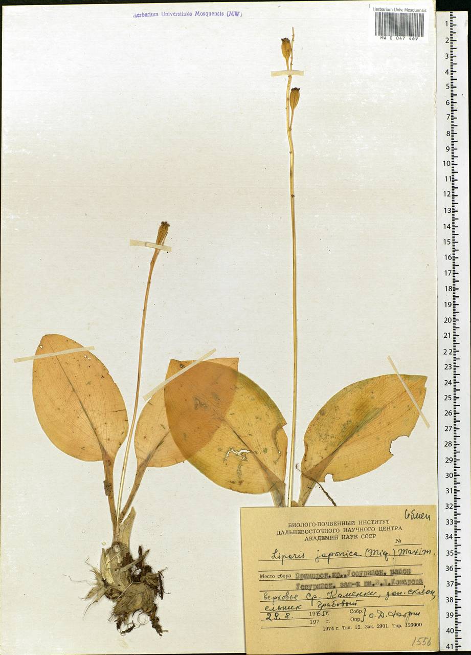 Liparis campylostalix Rchb.f., Сибирь, Дальний Восток (S6) (Россия)