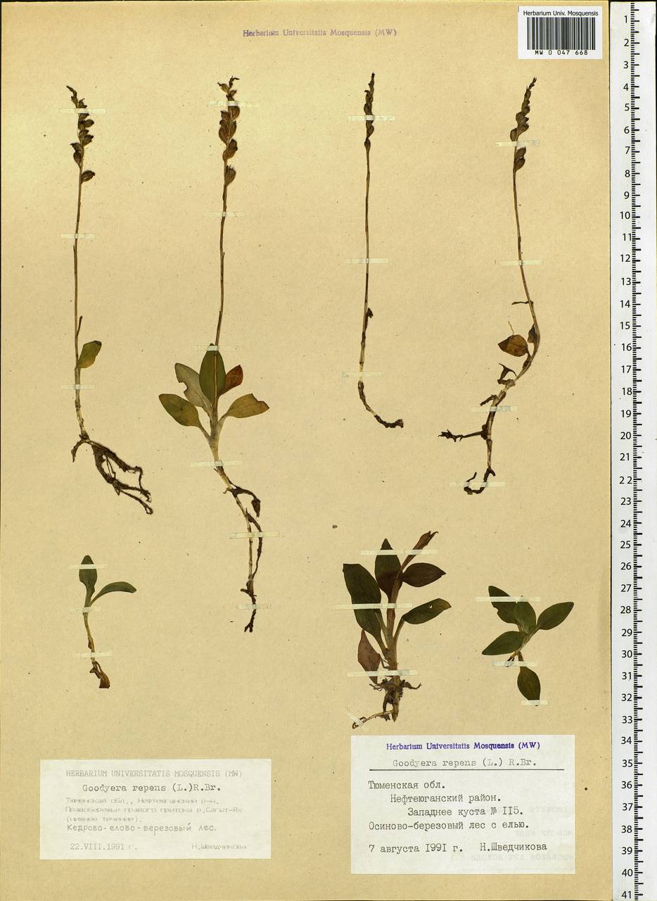 Гудайера ползучая (L.) R.Br., Сибирь, Западная Сибирь (S1) (Россия)