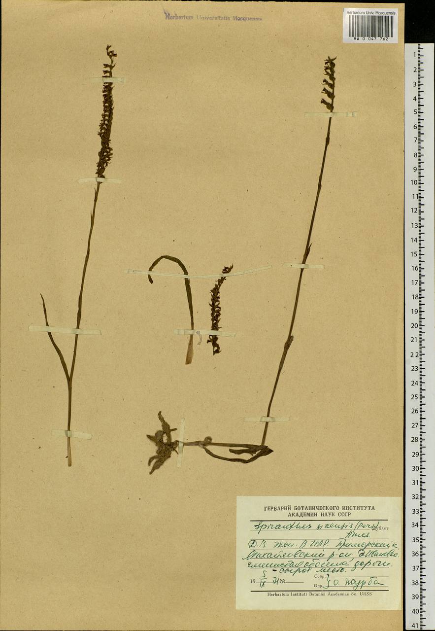 Скрученник китайский (Pers.) Ames, Сибирь, Дальний Восток (S6) (Россия)