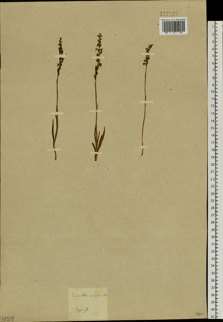 Spiranthes australis (R.Br.) Lindl., Сибирь, Прибайкалье и Забайкалье (S4) (Россия)