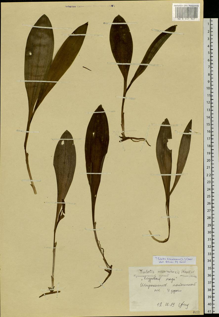 Тулотис буреющая (L.) Kraenzl., Сибирь, Дальний Восток (S6) (Россия)