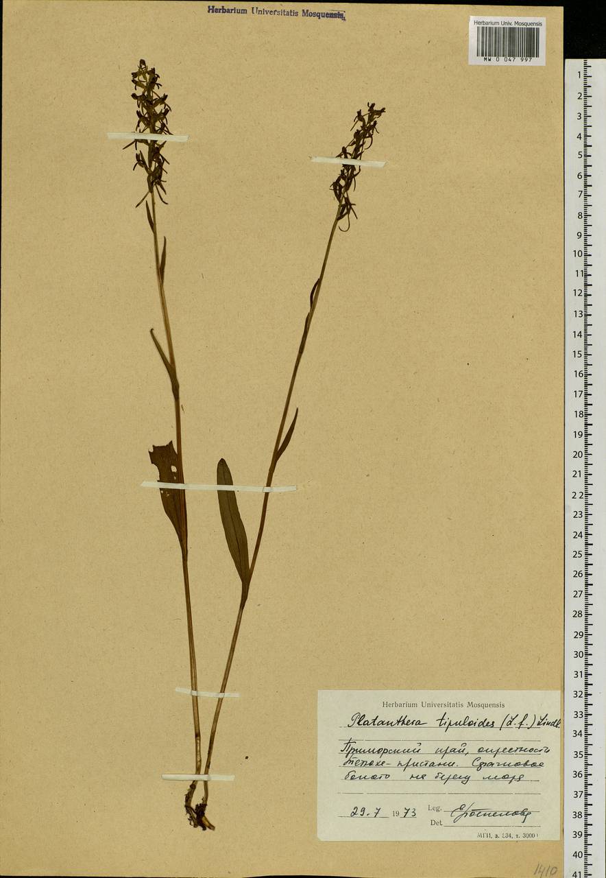 Любка комарниковая (L.f.) Lindl., Сибирь, Дальний Восток (S6) (Россия)