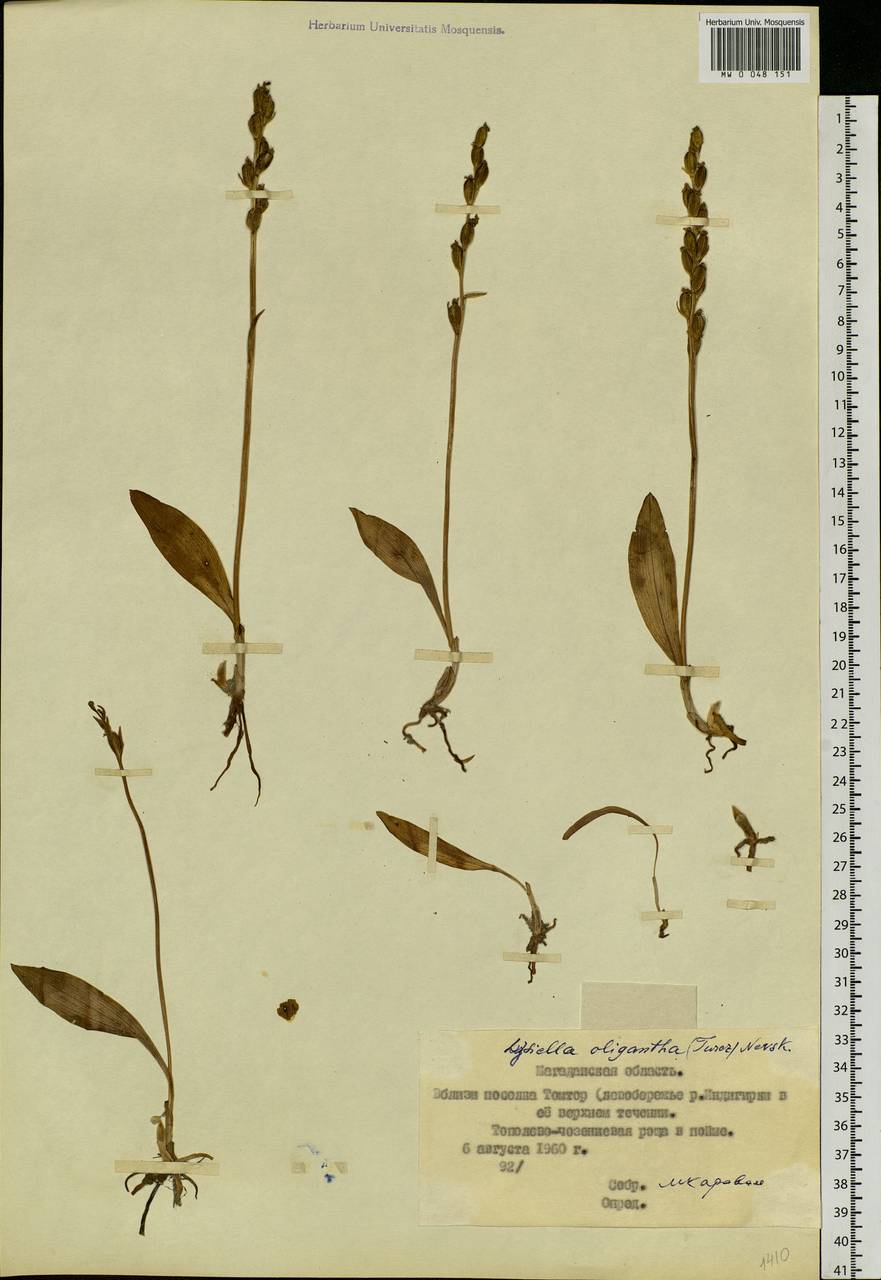 Platanthera oligantha Turcz., Сибирь, Якутия (S5) (Россия)