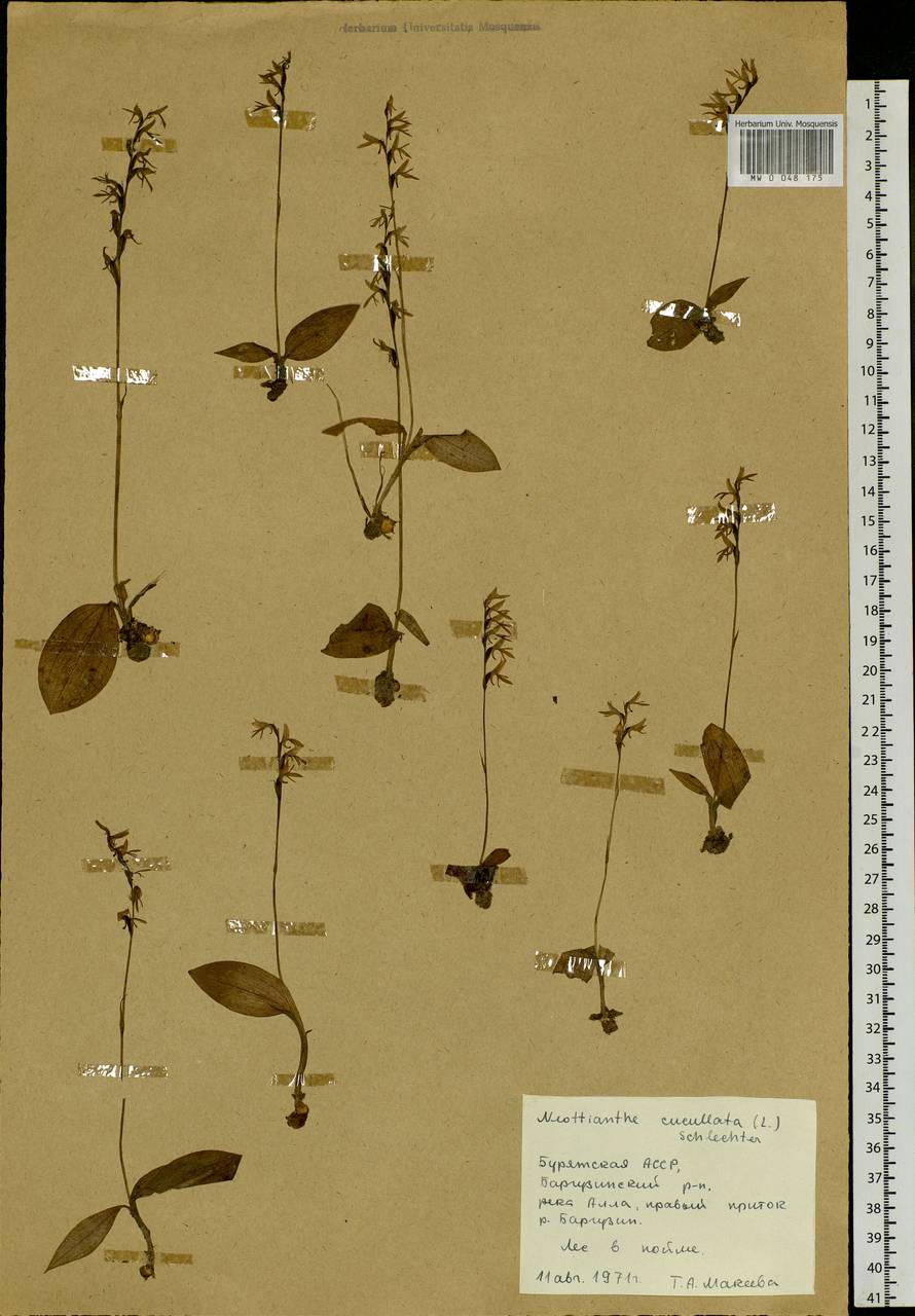 Hemipilia cucullata (L.) Y.Tang, H.Peng & T.Yukawa, Сибирь, Прибайкалье и Забайкалье (S4) (Россия)