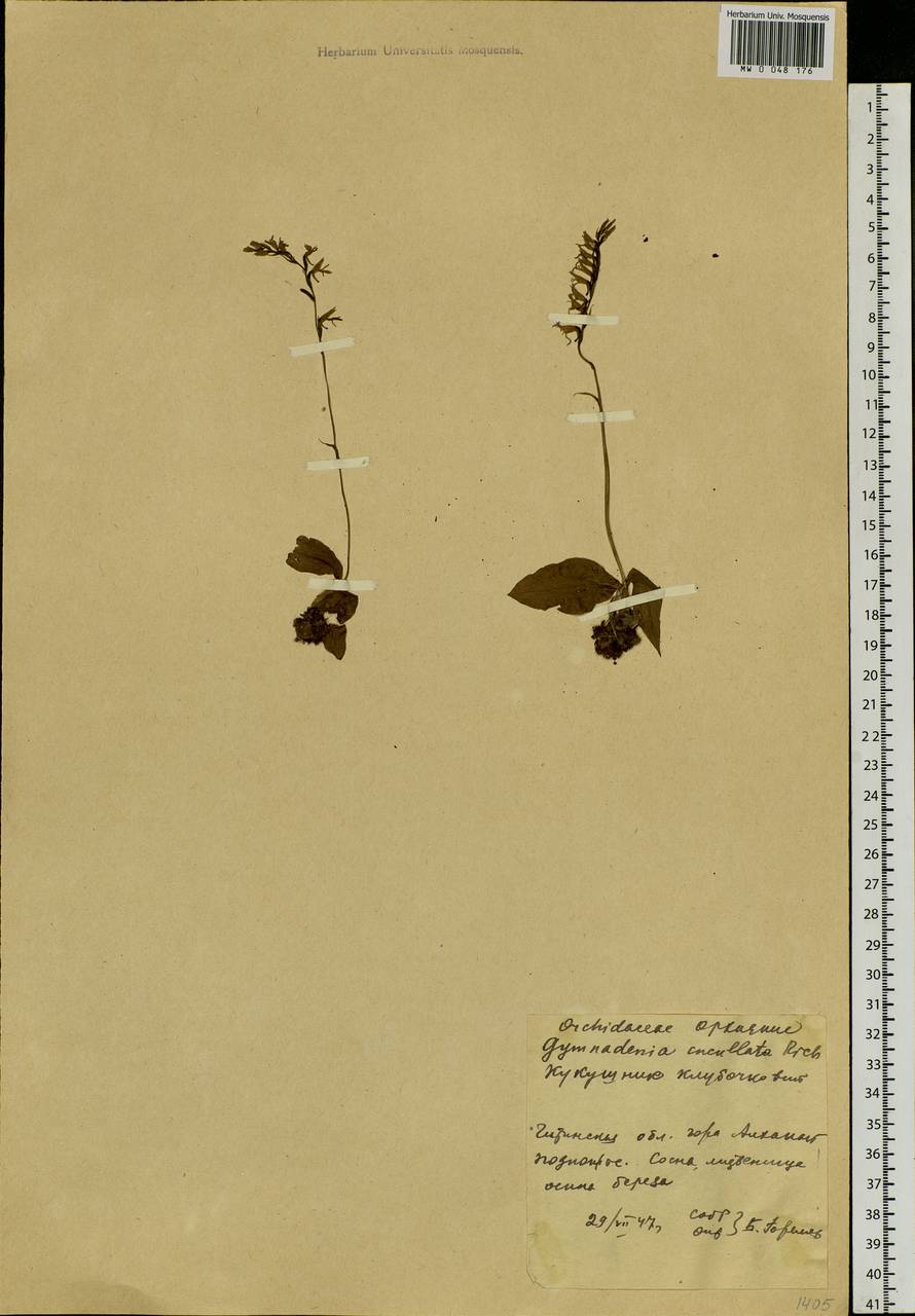 Hemipilia cucullata (L.) Y.Tang, H.Peng & T.Yukawa, Сибирь, Прибайкалье и Забайкалье (S4) (Россия)