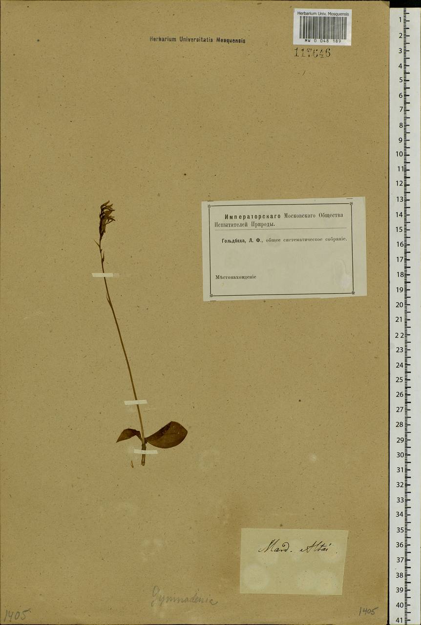 Hemipilia cucullata (L.) Y.Tang, H.Peng & T.Yukawa, Сибирь, Алтай и Саяны (S2) (Россия)