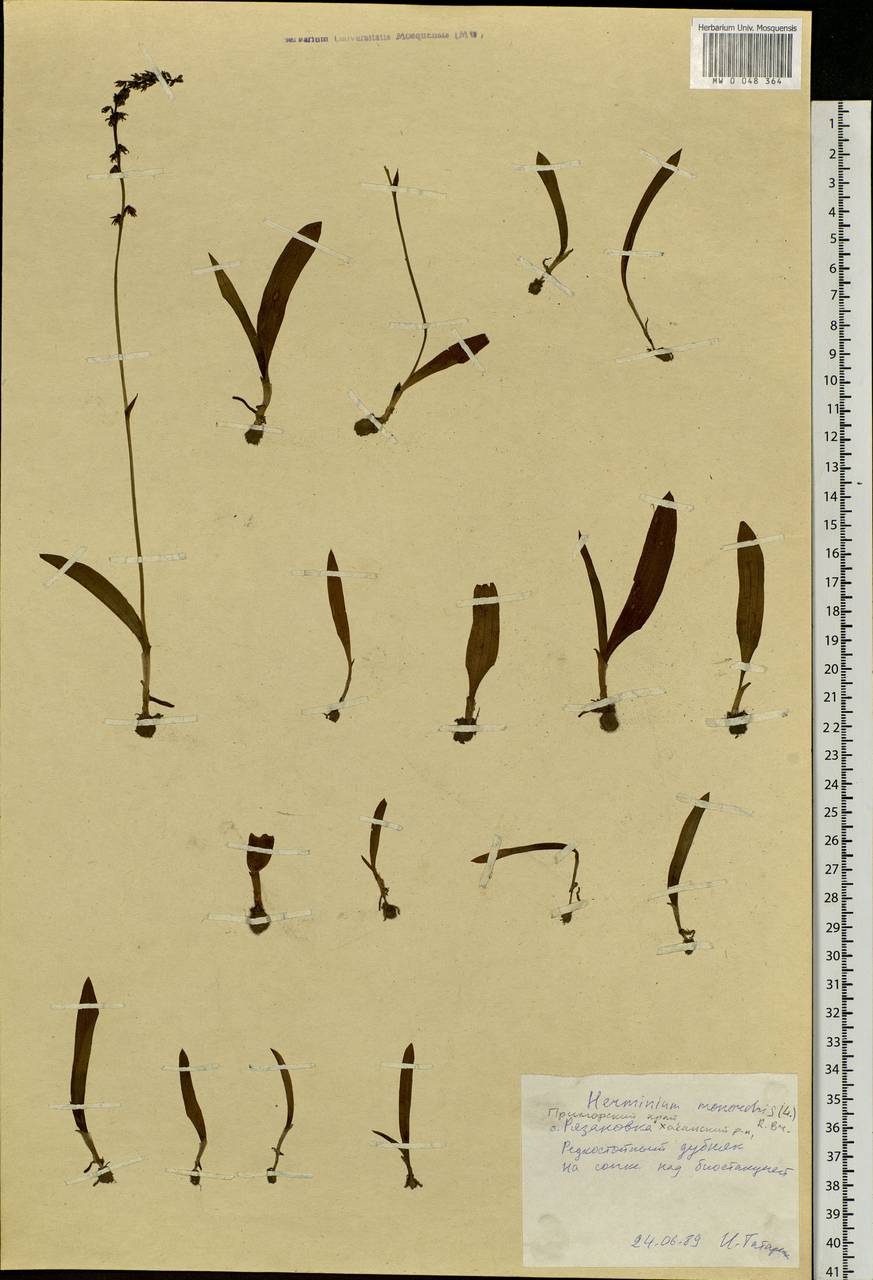 MW0048364, Herminium monorchis ( одноклубневый), specimen