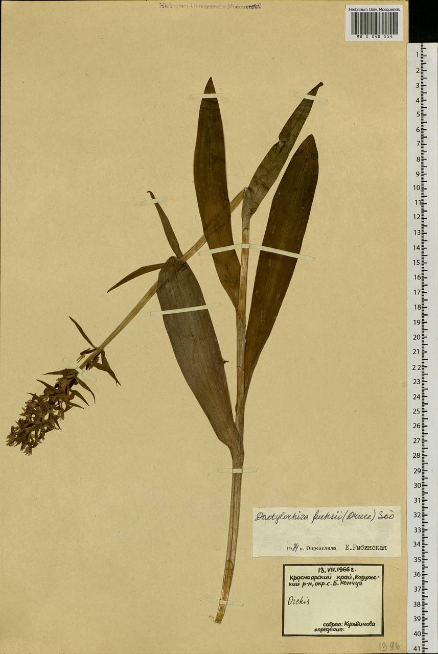 Dactylorhiza maculata subsp. fuchsii (Druce) Hyl., Сибирь, Центральная Сибирь (S3) (Россия)