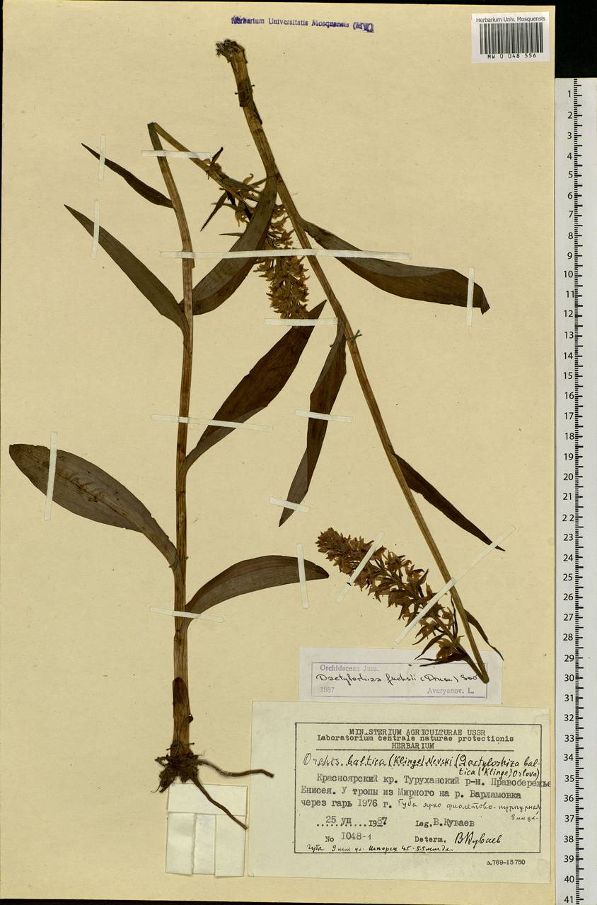 Dactylorhiza maculata subsp. fuchsii (Druce) Hyl., Сибирь, Центральная Сибирь (S3) (Россия)