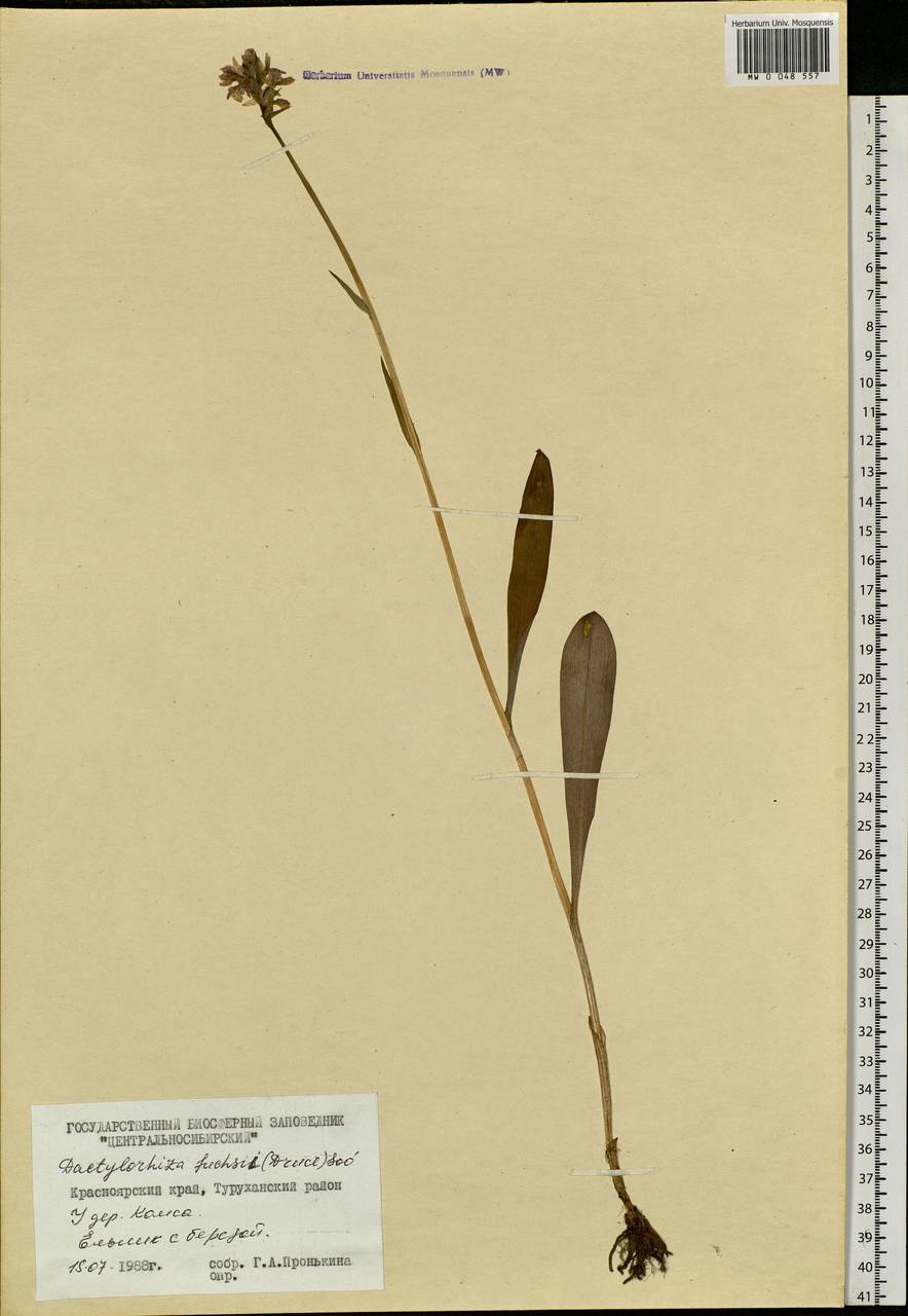 Dactylorhiza maculata subsp. fuchsii (Druce) Hyl., Сибирь, Центральная Сибирь (S3) (Россия)