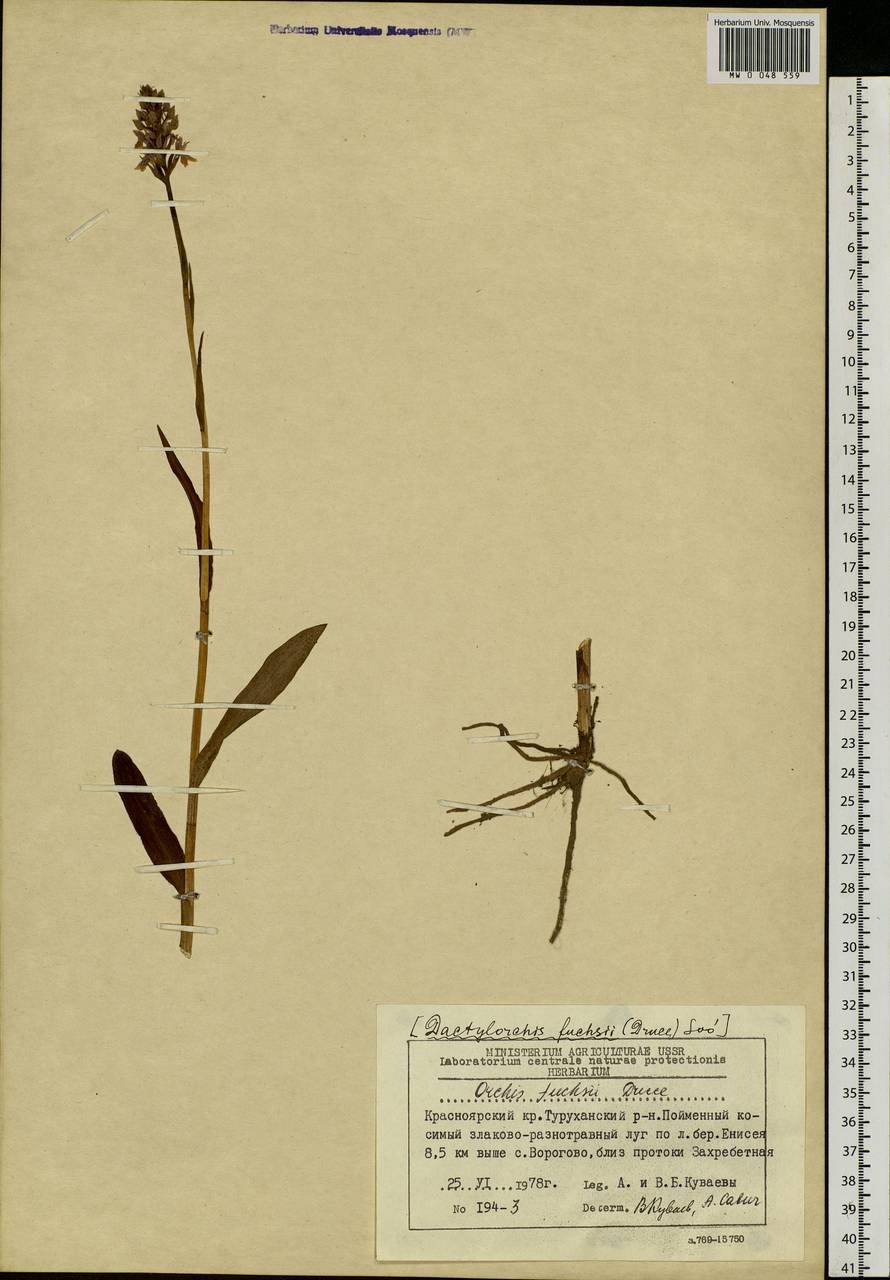 Dactylorhiza maculata subsp. fuchsii (Druce) Hyl., Сибирь, Центральная Сибирь (S3) (Россия)