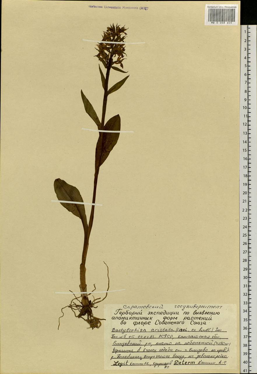 Пальчатокоренник остистый (Fisch. ex Lindl.) Soó, Сибирь, Чукотка и Камчатка (S7) (Россия)