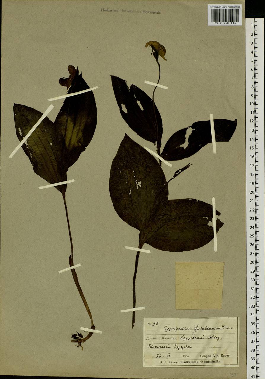 MW0048636, Cypripedium yatabeanum (Венерин башмачок Ятабе), specimen