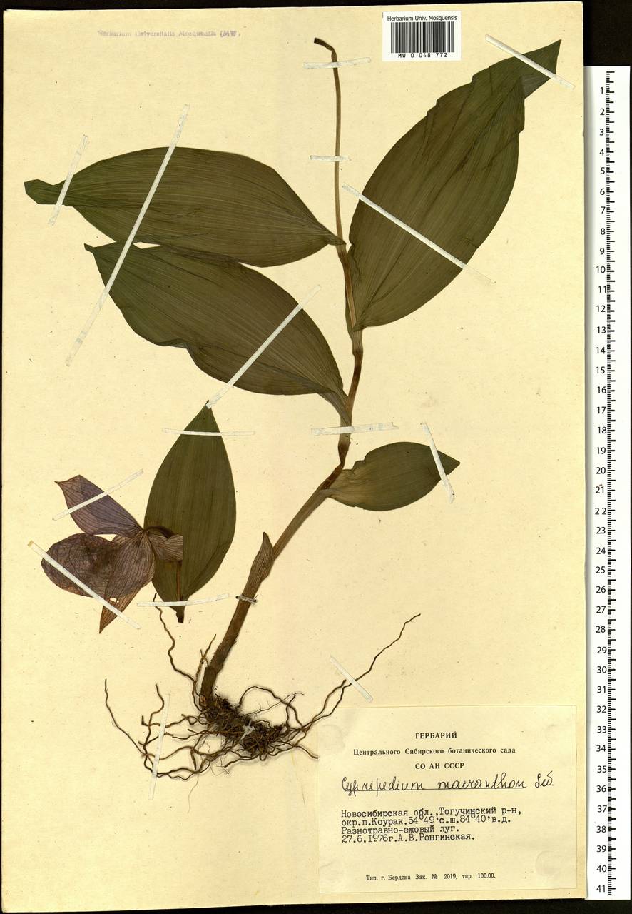 Венерин башмачок крупноцветковый Sw., Сибирь, Западная Сибирь (S1) (Россия)