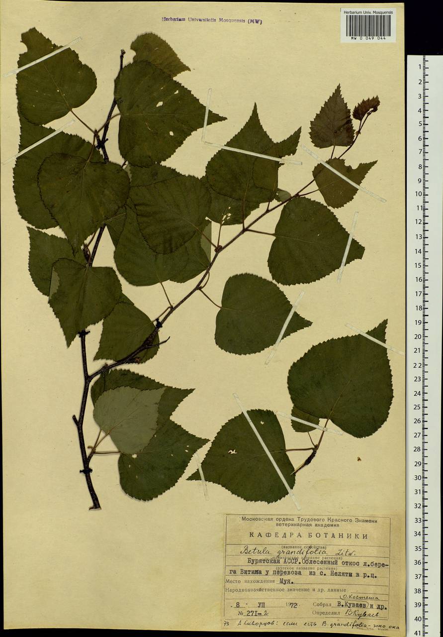 Betula pendula subsp. mandshurica (Regel) Ashburner & McAll., Сибирь, Прибайкалье и Забайкалье (S4) (Россия)