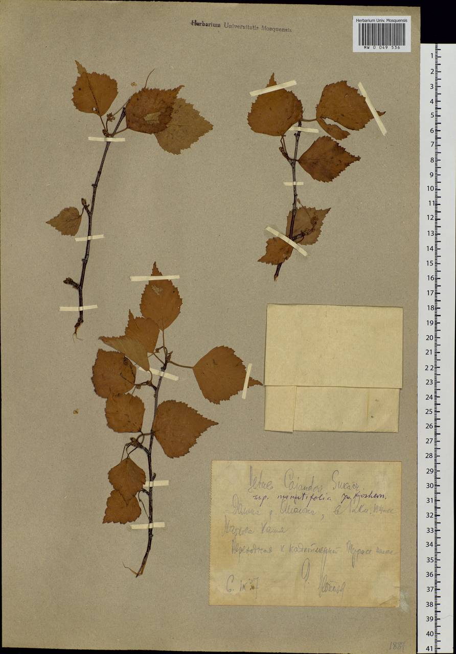 Betula pendula subsp. mandshurica (Regel) Ashburner & McAll., Сибирь, Чукотка и Камчатка (S7) (Россия)