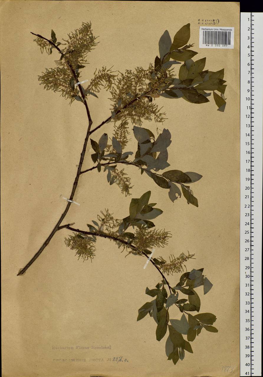 Ива Бебба, Ива Бэбба Sarg., Сибирь, Прибайкалье и Забайкалье (S4) (Россия)