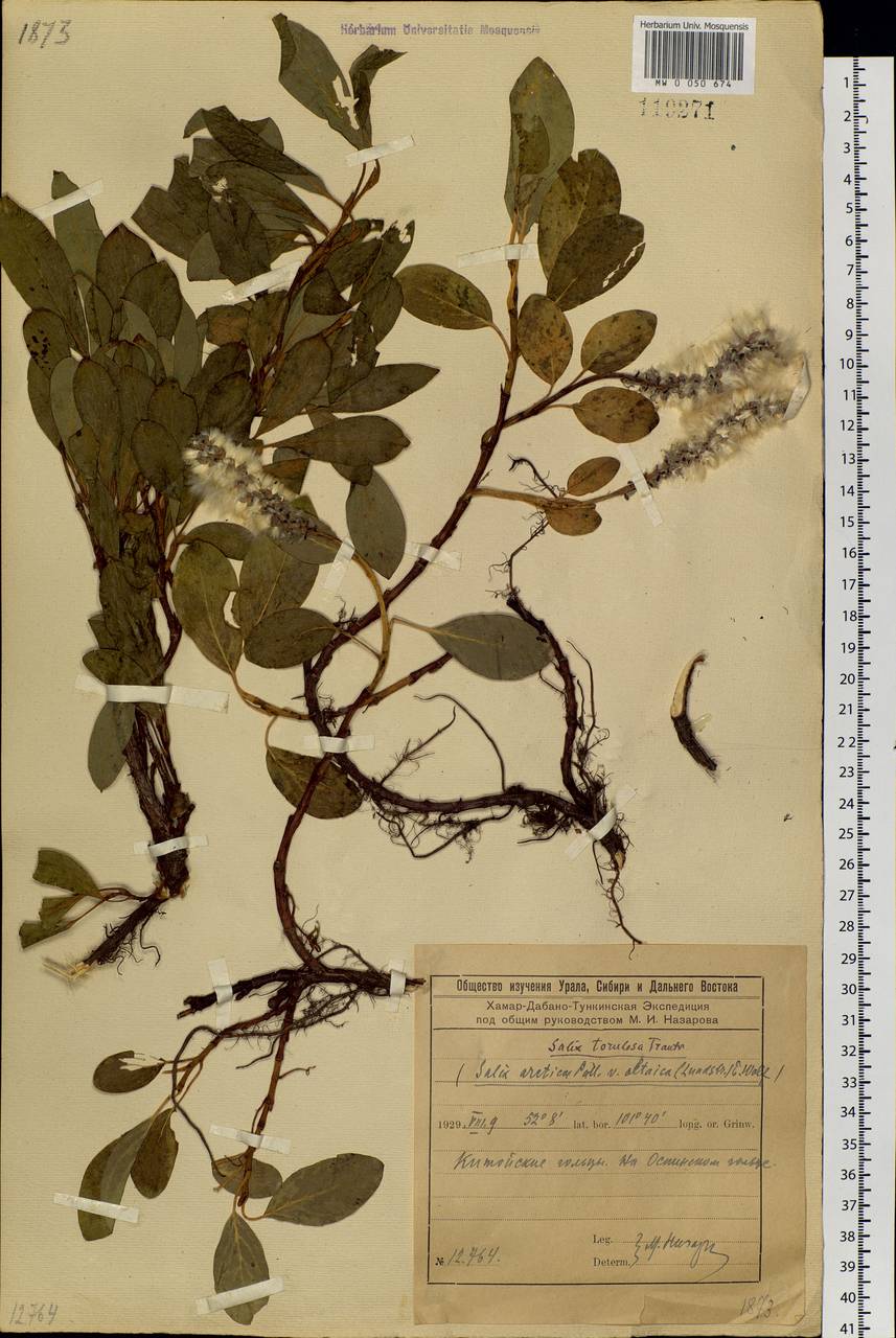 Salix arctica subsp. torulosa (Ledeb.) Hultén, Сибирь, Прибайкалье и Забайкалье (S4) (Россия)